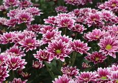 De welbekende Hardwell van Floritec.